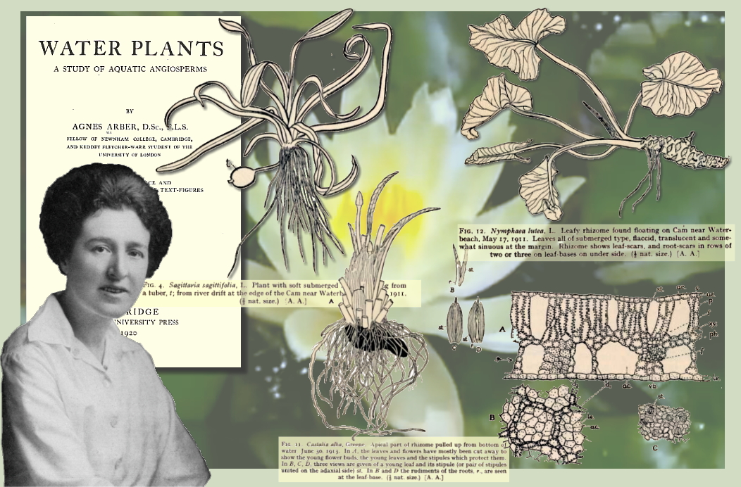 Botanist Dr Agnes Robertson Arber and examples of her illustrations of aquatic flowering plants